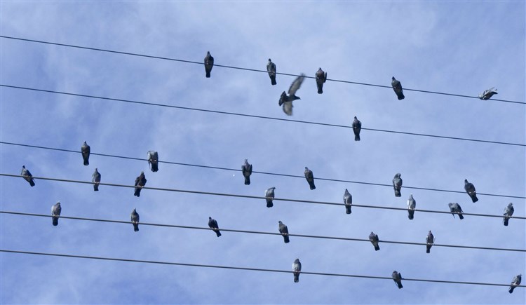 birds-on-wires